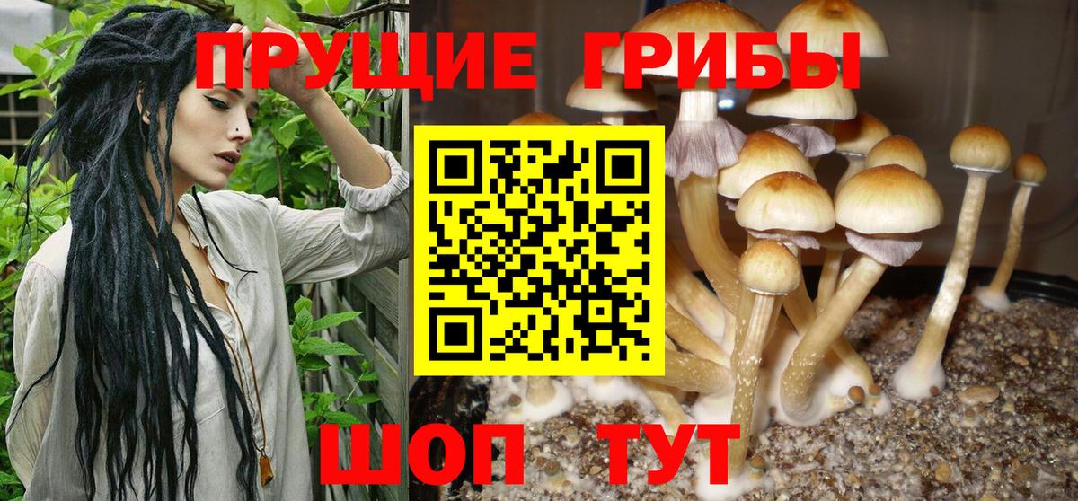 закладки  Вход с VPN  Галлюциногенные грибы Psilocybine cubensis  Бузулук  Галлюциногенные грибы Psilocybe 